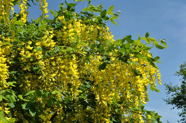 Acacia blossom is yellow (Caragana arborescens) — Stock Photo, Image