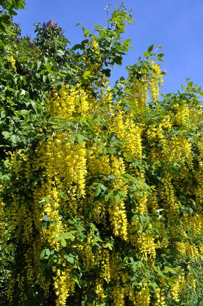 Acacia blossom is yellow (Caragana arborescens) — Stock Photo, Image