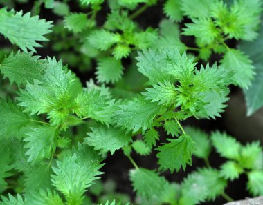 Doğada ısırgan otu yetişir (Urtica idrarı)