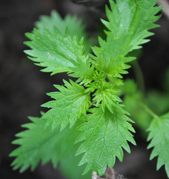 In nature grows stinging nettles (Urtica urens) — Stock Photo, Image