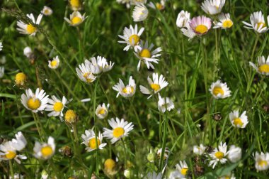 Marguerite doğada çiçek açar (Bellis)