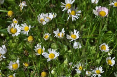Marguerite doğada çiçek açar (Bellis)