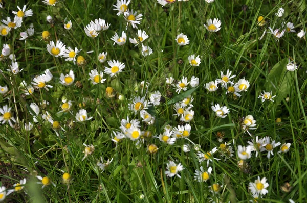 Marguerite florece en la naturaleza (Bellis ) —  Fotos de Stock