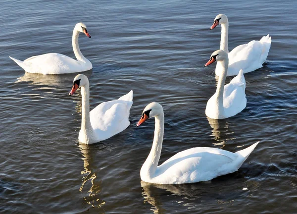 Swans floating on the lake — Stock Photo, Image