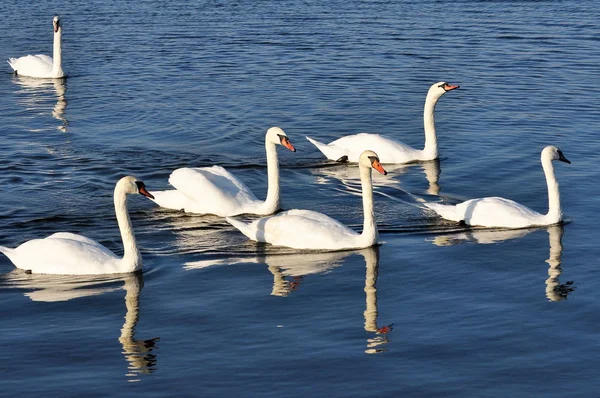 白鳥の湖に浮かぶ — ストック写真