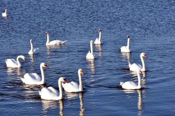 白鳥の湖に浮かぶ — ストック写真
