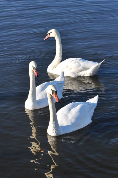 Swans floating on the lake — Stock Photo, Image