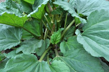 Rubarb açık arazide yetişir.