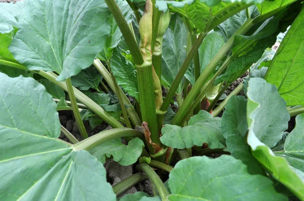 Rhubarb grows in the open ground — Stock Photo, Image
