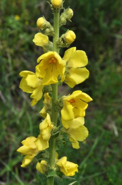 Vahşi melleinde çiçek açar (Verbascum)