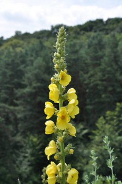 Vahşi melleinde çiçek açar (Verbascum)