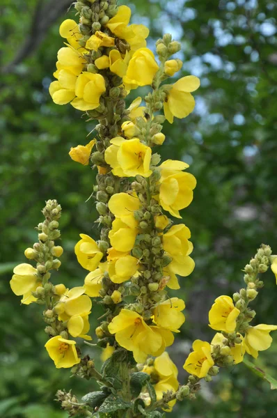 Florece en el salmonete salvaje (Verbascum ) —  Fotos de Stock