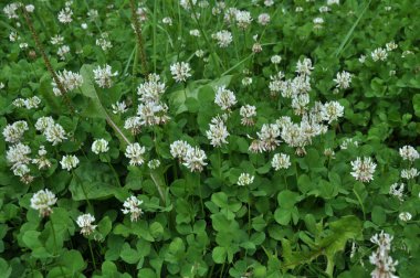 Beyaz yonca çiçek açar