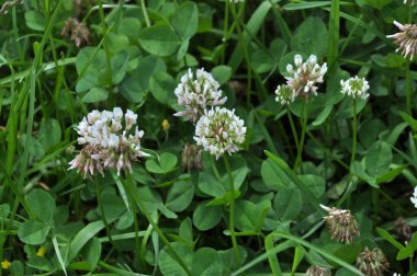 Beyaz yonca çiçek açar