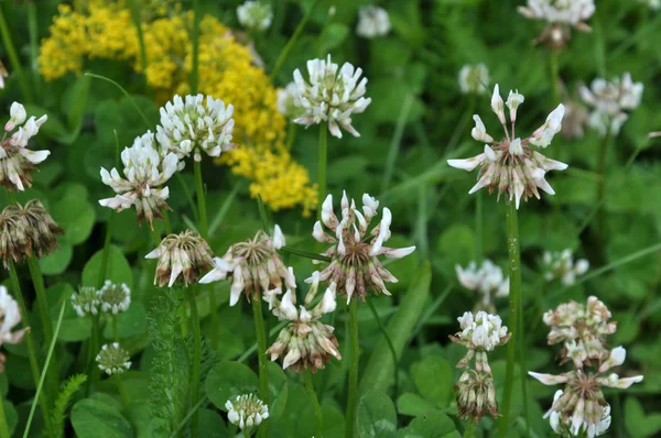 Fleurs de trèfle blanc — Photo