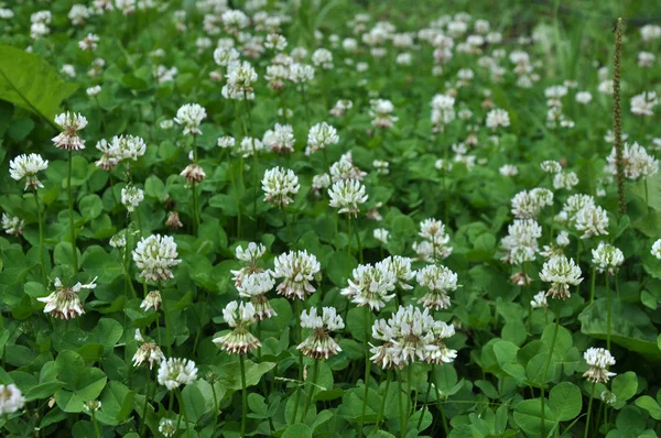 Fioriture di trifoglio bianco — Foto Stock