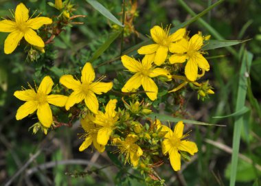 Vahşi Hypericum Performansında çiçek açar.