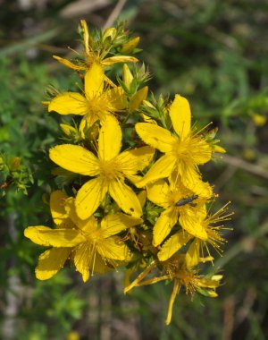 Vahşi Hypericum Performansında çiçek açar.