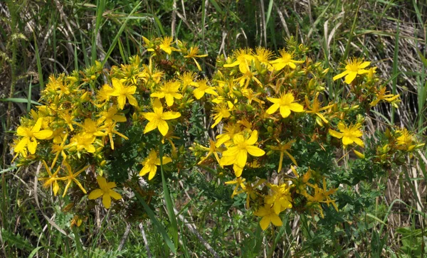 A vadonban virágzik Hypericum perforatum — Stock Fotó