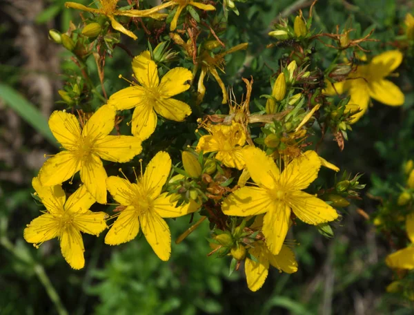 A vadonban virágzik Hypericum perforatum — Stock Fotó