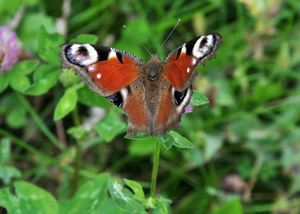 Pavão borboleta (Inachis io) em flor de trevo — Fotografia de Stock