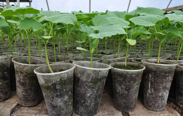 In the greenhouse, seedlings of cucumbers are grown in plastic p