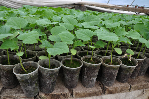 In the greenhouse, seedlings of cucumbers are grown in plastic p