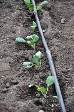 Lahana seralarda büyür