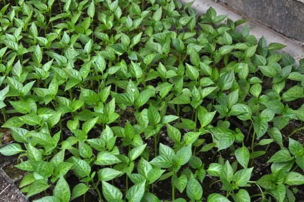 Cultivo de plántulas de pimiento dulce en un invernadero — Foto de Stock