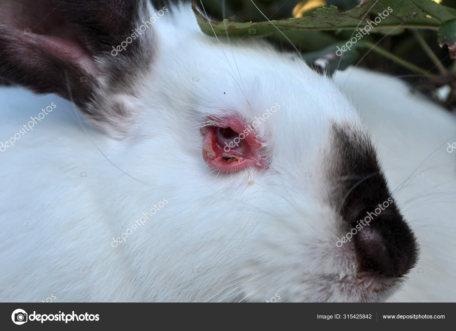 Sick Rabbit For Myxomatosis Stock Photo By C Orestligetka Ukr Net Sick Rabbit For Myxomatosis Stock Photo By C Orestligetka Ukr Net