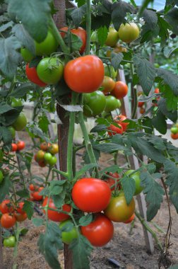 Domatesler serada olgunlaşır.