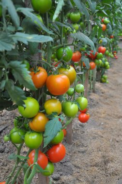Domatesler serada olgunlaşır.