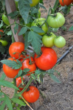 Domatesler serada olgunlaşır.