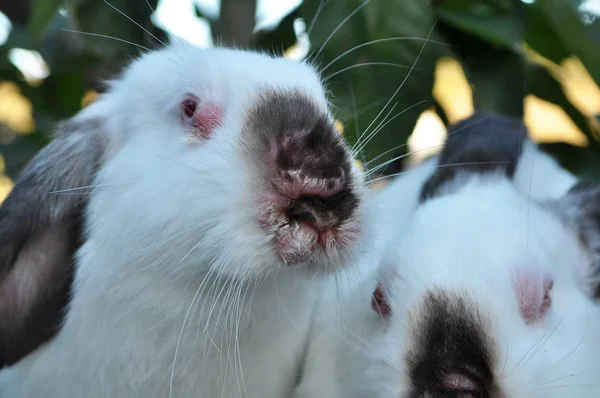 Sick rabbit for myxomatosis — Stock Photo, Image