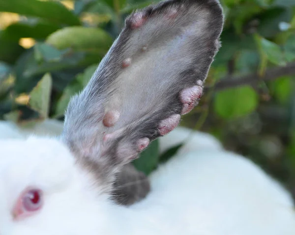 Sick rabbit for myxomatosis — Stock Photo, Image