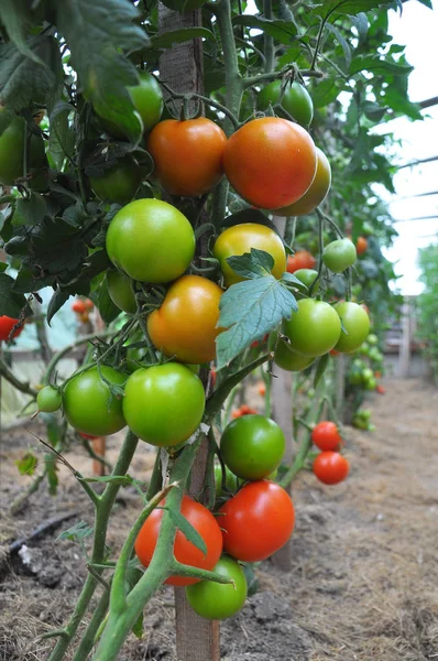 トマトは温室で熟す — ストック写真