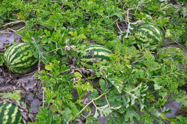 Tarlada olgunlaşan karpuzlar