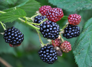 Dal üzerinde böğürtlenler olgunlaşır (Rubus fruticosus)