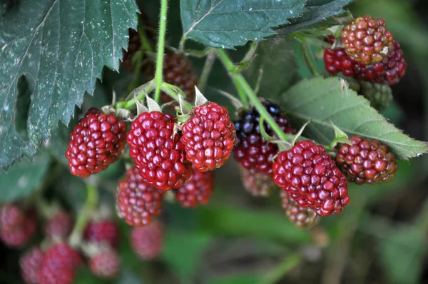 På grenen mognar bärbusken (Rubus fruticosus)) — Stockfoto