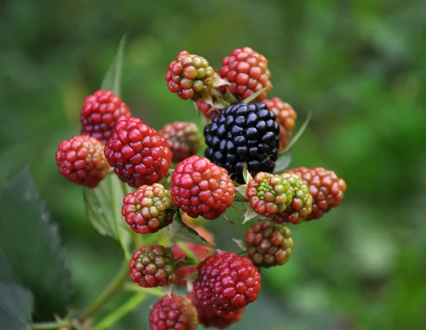 På grenen mognar bärbusken (Rubus fruticosus)) — Stockfoto