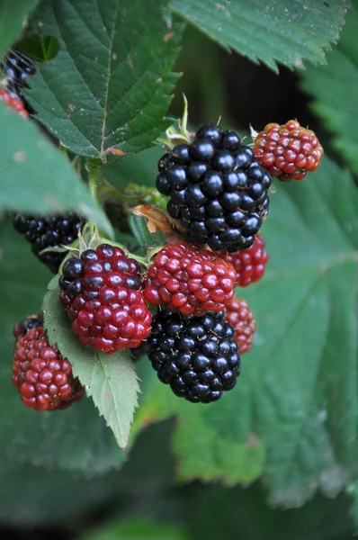 Dal üzerinde böğürtlenler olgunlaşır (Rubus fruticosus) — Stok fotoğraf