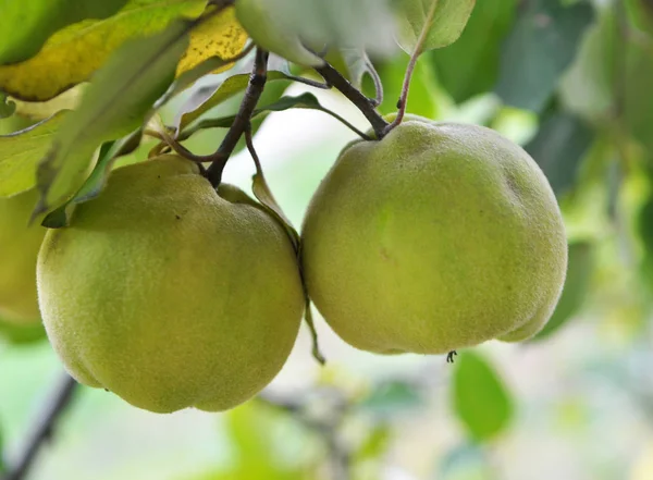 Quince matang di cabang semak-semak — Stok Foto