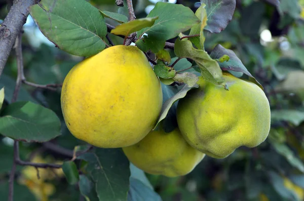 Quince érik az ága a bokor — Stock Fotó