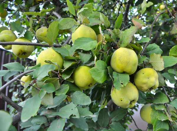 Quince ripens on the branch of the bush — Stock Photo, Image