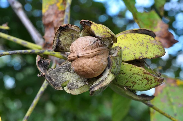 Frutos de nuez maduran en la rama del árbol — Foto de Stock