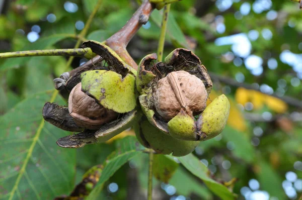 Frutos de nuez maduran en la rama del árbol — Foto de Stock