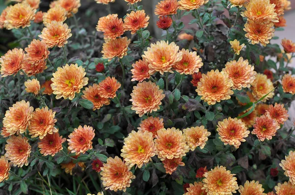 Flor otoñal de crisantemo — Foto de Stock