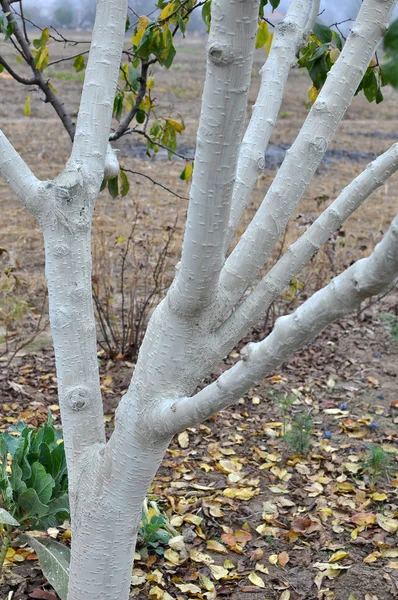Autumn whitewash of fruit trees in the orchard — Stock Photo, Image