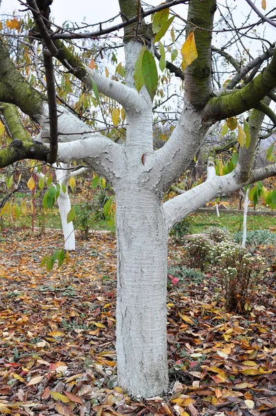 Autumn whitewash of fruit trees in the orchard — Stock Photo, Image