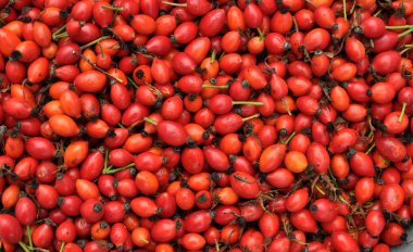 Taze toplanmış gül kalçalar.